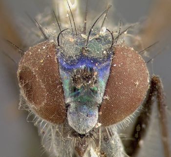 Media type: image;   Entomology 12865 Aspect: head frontal view